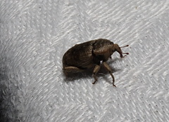 Mitrastethus australiae