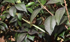 Candovia annulata