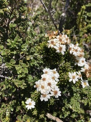 Olearia ledifolia