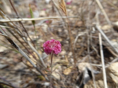 Chorizanthe douglasii