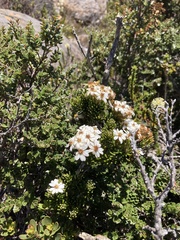 Olearia ledifolia