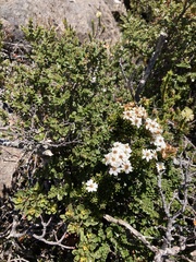 Olearia ledifolia