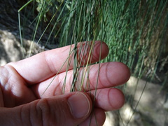 Poa pusilla