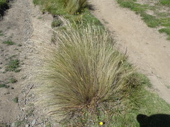 Festuca novae-zelandiae