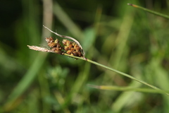 Carex tomentosa