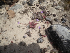 Gilia tenuiflora tenuiflora