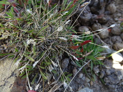 Poa maniototo