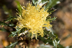 Banksia squarrosa