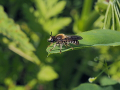 Choerades fuliginosa