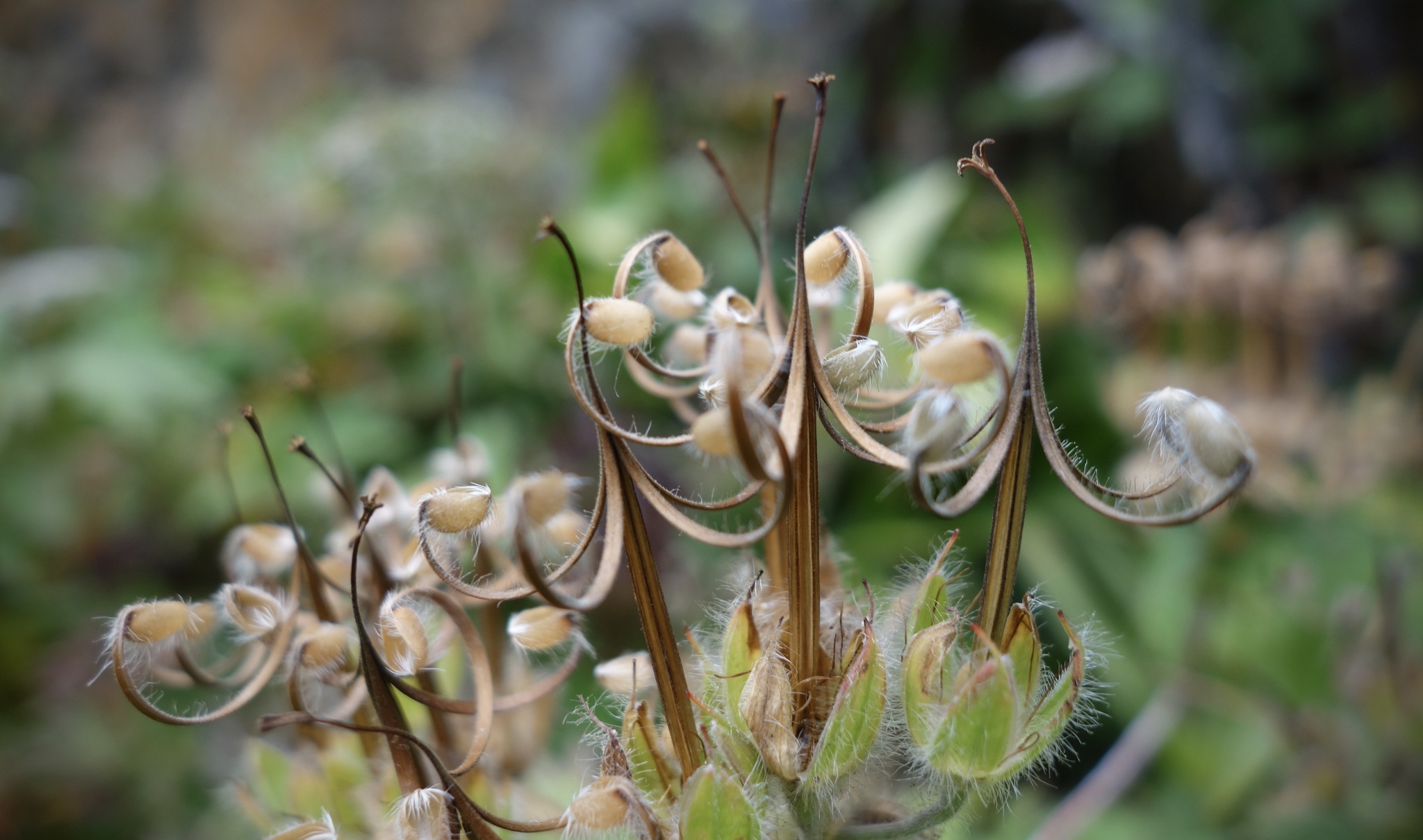 woolly cranesbill (Geranium erianthum)  iNaturalist