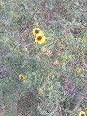 Encelia laciniata