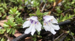 Prostanthera saxicola montana
