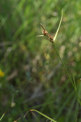 Carex tomentosa
