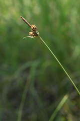 Carex tomentosa