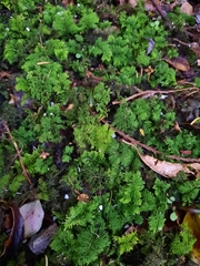 Thuidium laeviusculum