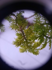Thuidium laeviusculum