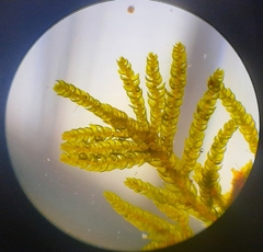 Thuidium laeviusculum