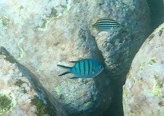 Abudefduf whitleyi