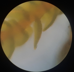 Thuidium laeviusculum