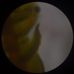 Thuidium laeviusculum