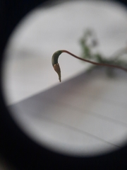 Thuidium laeviusculum