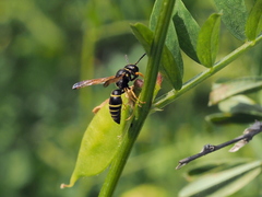 Gymnomerus laevipes