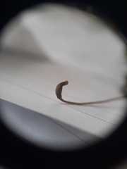 Thuidium laeviusculum