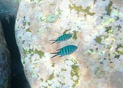 Abudefduf whitleyi