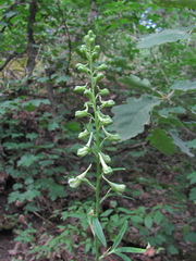 Delphinium macropogon