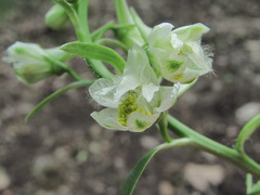 Delphinium macropogon