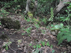 Delphinium macropogon