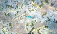 Abudefduf whitleyi