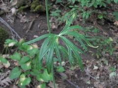 Delphinium macropogon