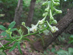 Delphinium macropogon