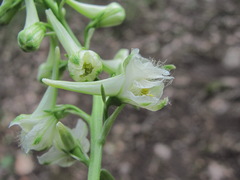 Delphinium macropogon