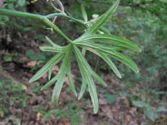 Delphinium macropogon