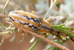 Lixus schoenherri