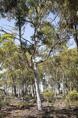Eucalyptus falcata
