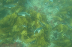 Caesioperca lepidoptera