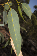 Eucalyptus falcata