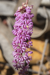 Grevillea leptobotrys