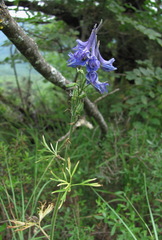 Delphinium schmalhausenii