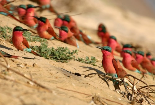 Southern Carmine Bee-eater
