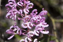 Grevillea leptobotrys