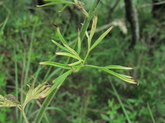 Delphinium schmalhausenii