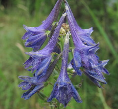 Delphinium schmalhausenii