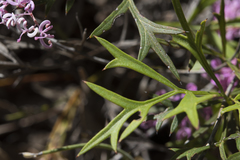 Grevillea leptobotrys