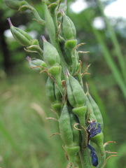 Delphinium schmalhausenii