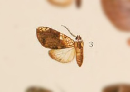 Ochrodota brunnescens