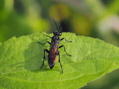 Macrophya annulata